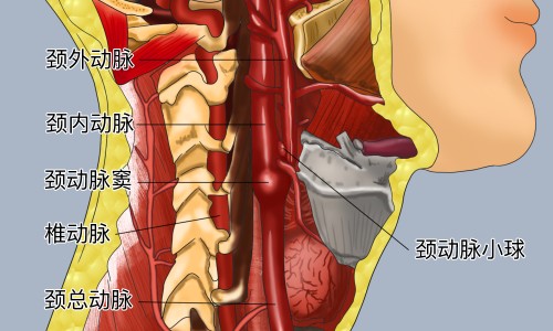 心脾两虚与肝气郁结有何区别网 - 网站提供心脾两虚和肝郁气滞的区别小常识、心脾两虚加肝郁